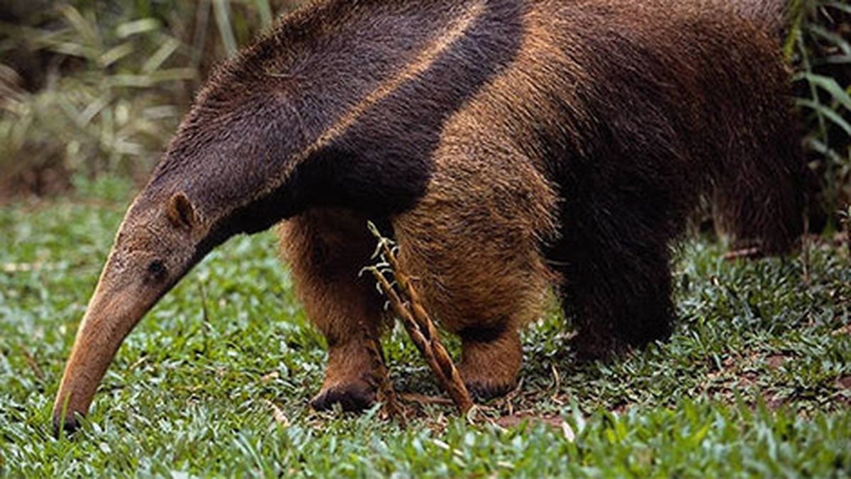 Nació el primer oso hormiguero en Uruguay y se llama Pereira