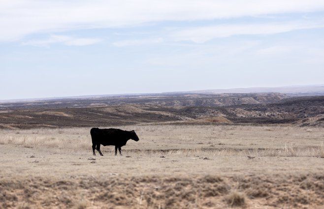 Una Persona Se Infect Con Gripe Aviar Transmitida Por Una Vaca En Eeuu