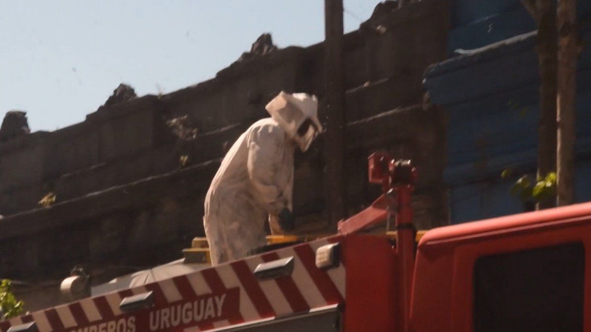 Más de 30 personas fueron a emergencia tras ser atacadas por abejas en