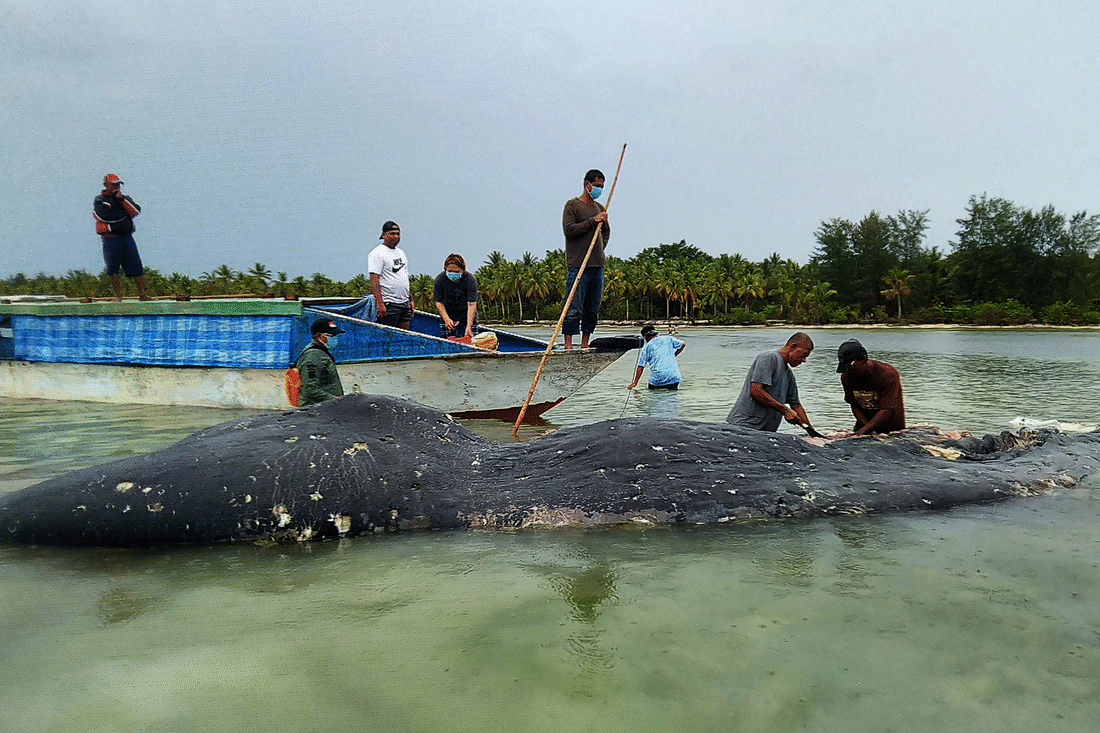 BALLENA MUERTA POR PLASTICO