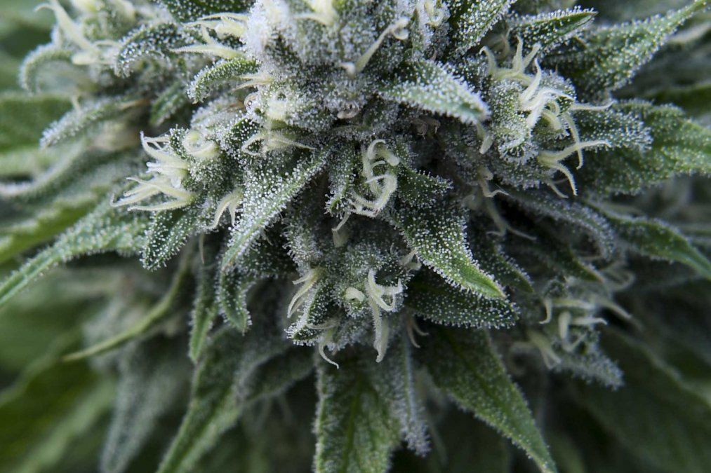 Preparan primera exportación de cannabis medicinal producido en Uruguay