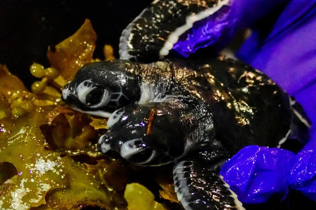 Una foto de Scuba Junkie S.E.A.S muestra una tortuga de dos cabezas en la isla de Borneo Una foto de Scuba Junkie S.E.A.S muestra una tortuga de dos cabezas en la isla de Borneo