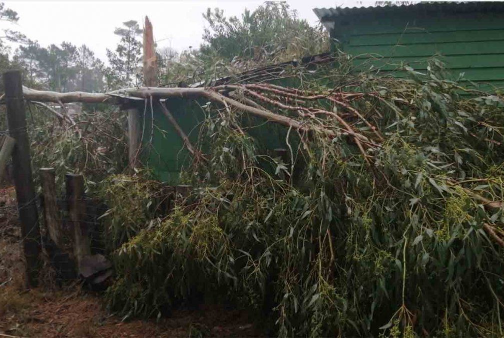 Árboles caídos en La Paloma causaron destrozos