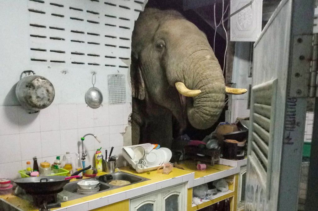 Un elefante buscando comida en una cocina en Pa La-U Un elefante buscando comida en una cocina en Pa La-U