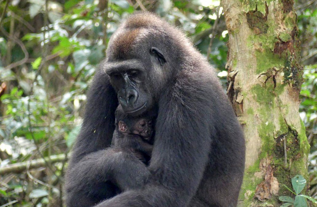 Así está Mayombé, la mamá gorila, y su cría recién nacida