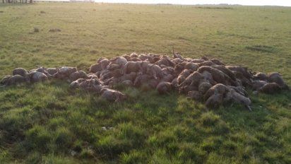 Perros sueltos mataron a más de 200 ovejas en una zona rural de Artigas | Artigas - Subrayado.com.uy