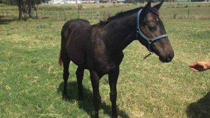 Continúa mejorando la calidad de los caballos uruguayos - Subrayado.com.uy