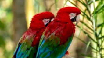 tico y taco, los guacamayos robados en florida que justo habian alcanzado la edad de reproduccion