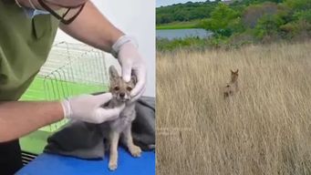 salta, mira hacia atras y vuelve a saltar: la liberacion de la zorra gris que fue rescatada en punta carretas
