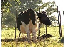 Tamberos advierten que el viernes deberán tirar leche