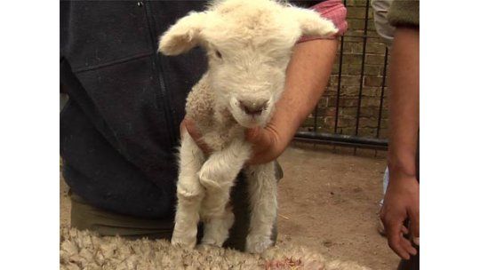 Llegaron los ovinos a la exposición rural del Prado