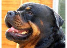 Jueza evalúa sacrificar Rottweilers que mataron mujer en San José