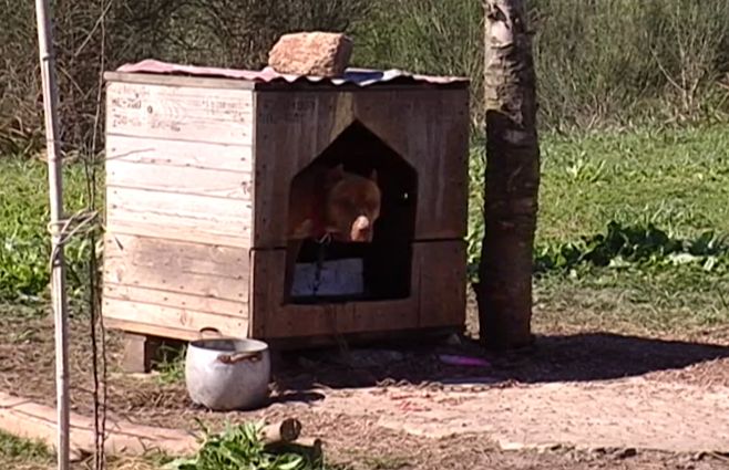 perro-atado.jpg