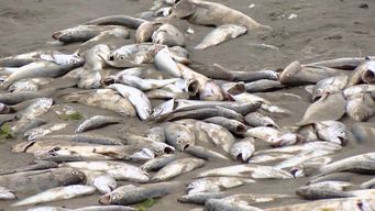 dinara espera resultados para conocer la causa de mortandad de peces en piriapolis