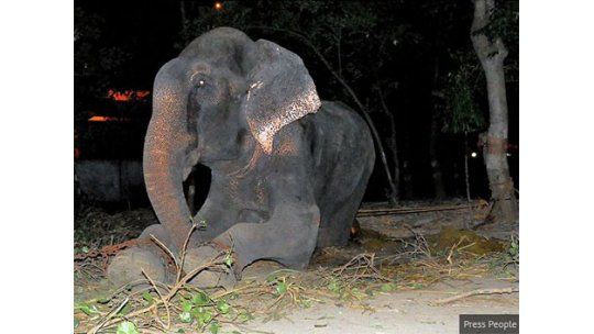 Un elefante torturado durante 50 años, lloró cuando lo liberaron
