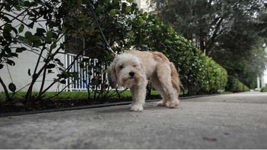 perro