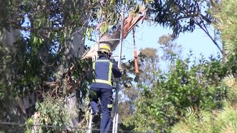 un hombre murio apretado por una rama mientras talaba un arbol