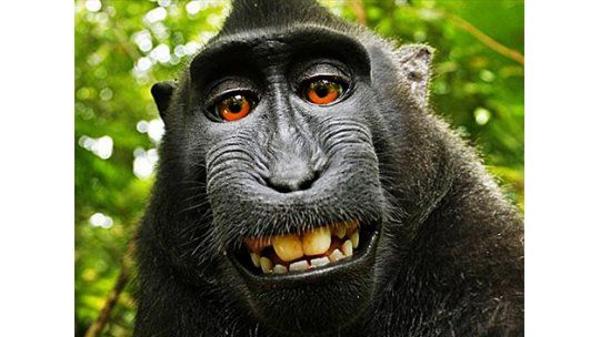 Se estableció quién es el dueño de la selfie del mono
