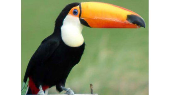 Tucán del zoo apareció en Santa Lucía pero no lograron atraparlo