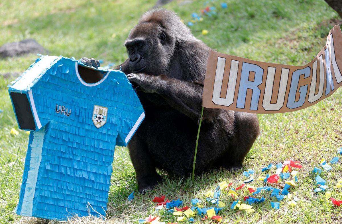 Animales del zoológico de Guadalajara predicen los ganadores del Mundial, entre ellos está Uruguay