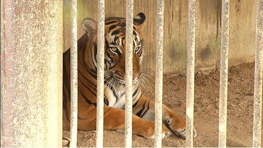 tigre villa dolores