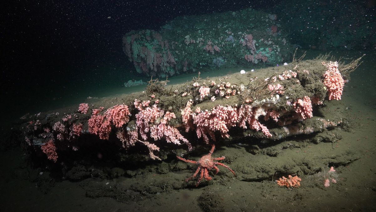 CrabAndOutcrop. Fuente: Schmidt Ocean Institute
