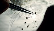 Informe del MSP confirma 22 nuevos casos de dengue en Uruguay