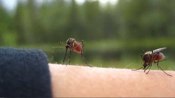 mosquitos: sinae compro repelentes y productos quimicos que son distribuidos en todo el pais