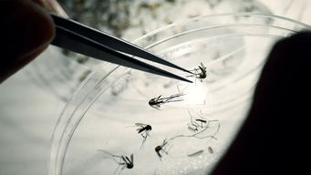 msp publico su informe diario sobre dengue en el que no registra casos nuevos, el primero desde marzo