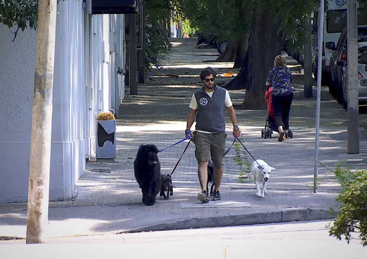 Hoteles caninos y paseadores de perros en Uruguay