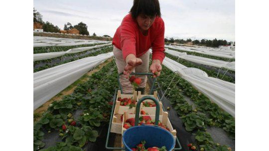 Atención bebedores: las fresas son buenas para las resacas