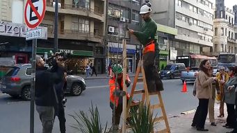 comenzo la plantacion de arboles por 18 de julio: variedades, tiempo de crecimiento y beneficios