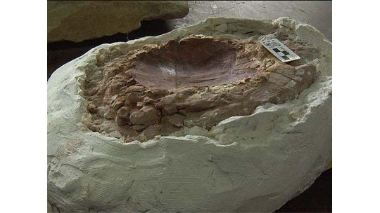 Tacuarembó: hallan restos fósiles de tortuga del período jurásico