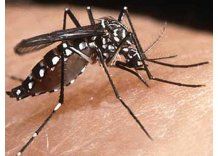 Analizan caso sospechoso de Chikungunya; MSP insta a prevenir