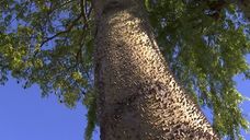 Preocupación en vecinos de Nuevo París por árbol de gran tamaño a punto de caer sobre vivienda