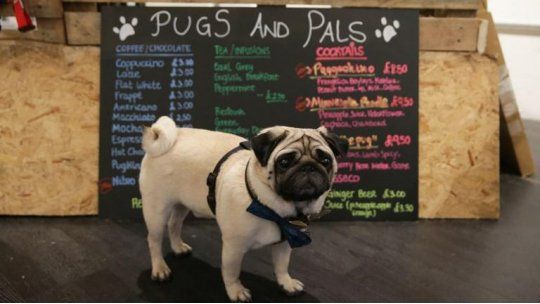 PUGS AND PALS