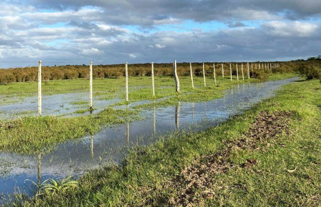 Foto: Nahuel Marichal, Subrayado.