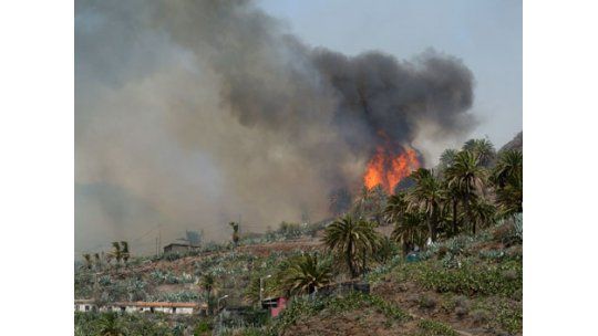 En España se discute usar cipreses para bloquear incendios