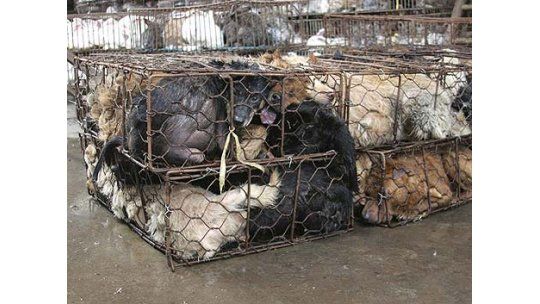 Vietnamitas trafican 30.000 perros por mes para comerlos en guiso
