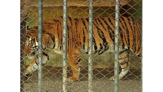 Ecologistas abrieron jaulas en Villa Dolores y robaron un tucán