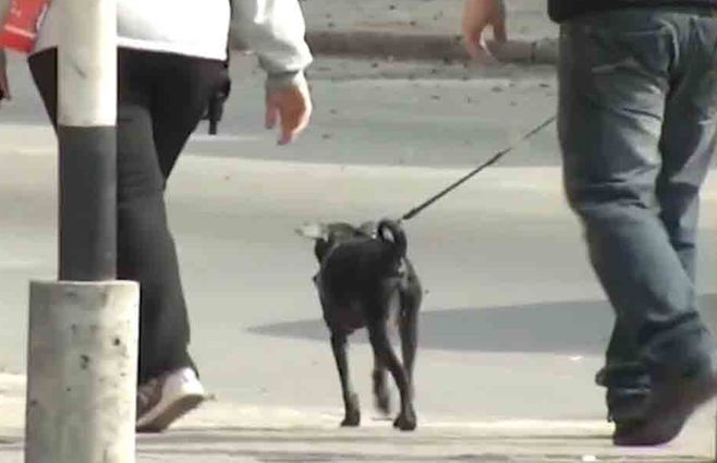 perro-chico-nueva.jpg