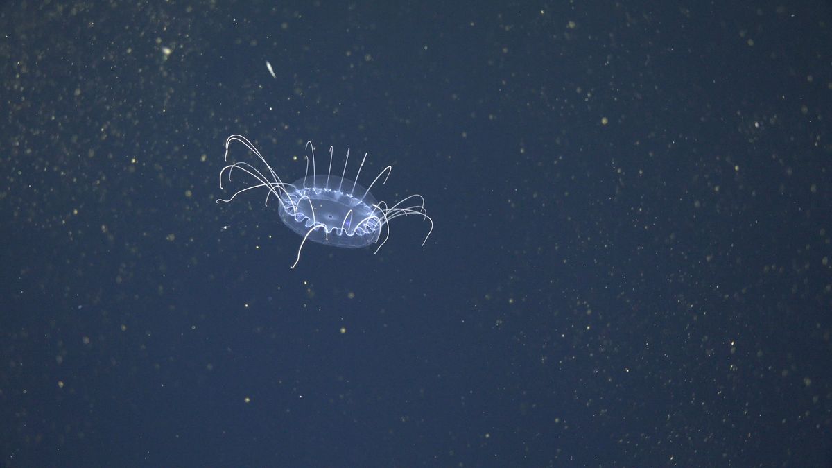 Solmissus. Fuente: Schmidt Ocean Institute