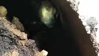 perro quedo atrapado en un desagüe y bomberos lo rescataron