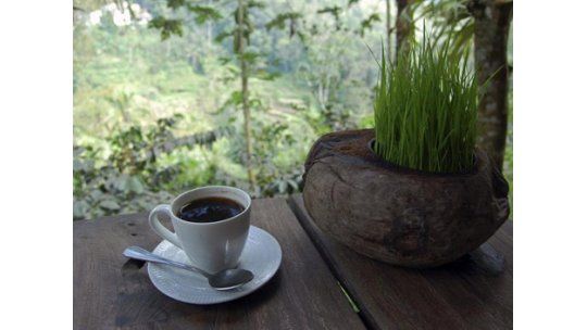 Las heces de un animal aromatizan el café más caro del mundo