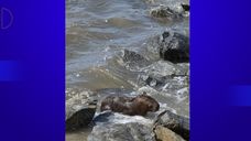 Un carpincho fue visto en playa oceánica en La Paloma; el agua salada no es su hábitat natural pero la escena se repite Un carpincho fue visto en playa oceánica en La Paloma; el agua salada no es su hábitat natural pero la escena se repite