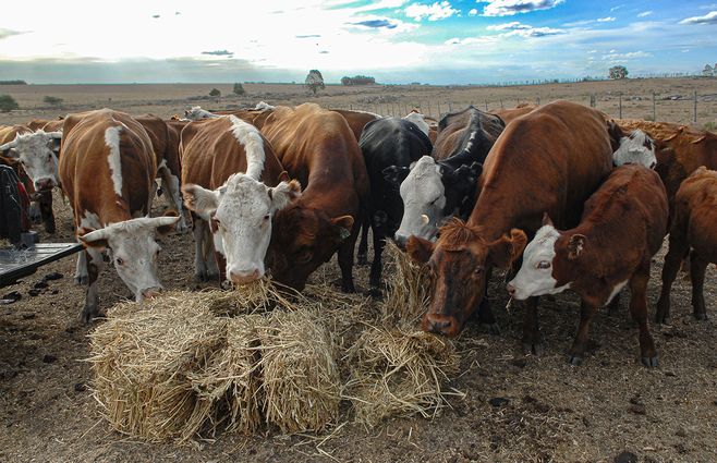 ganado-campo-foco-uy.jpg