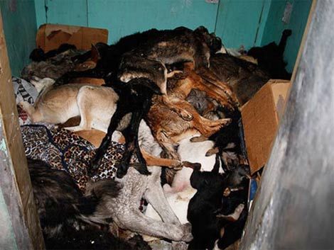 Creman y ejecutan más de 20.000 perros en Ucrania por Eurocopa