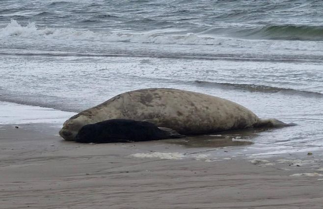 elefante-marino-cría-mar