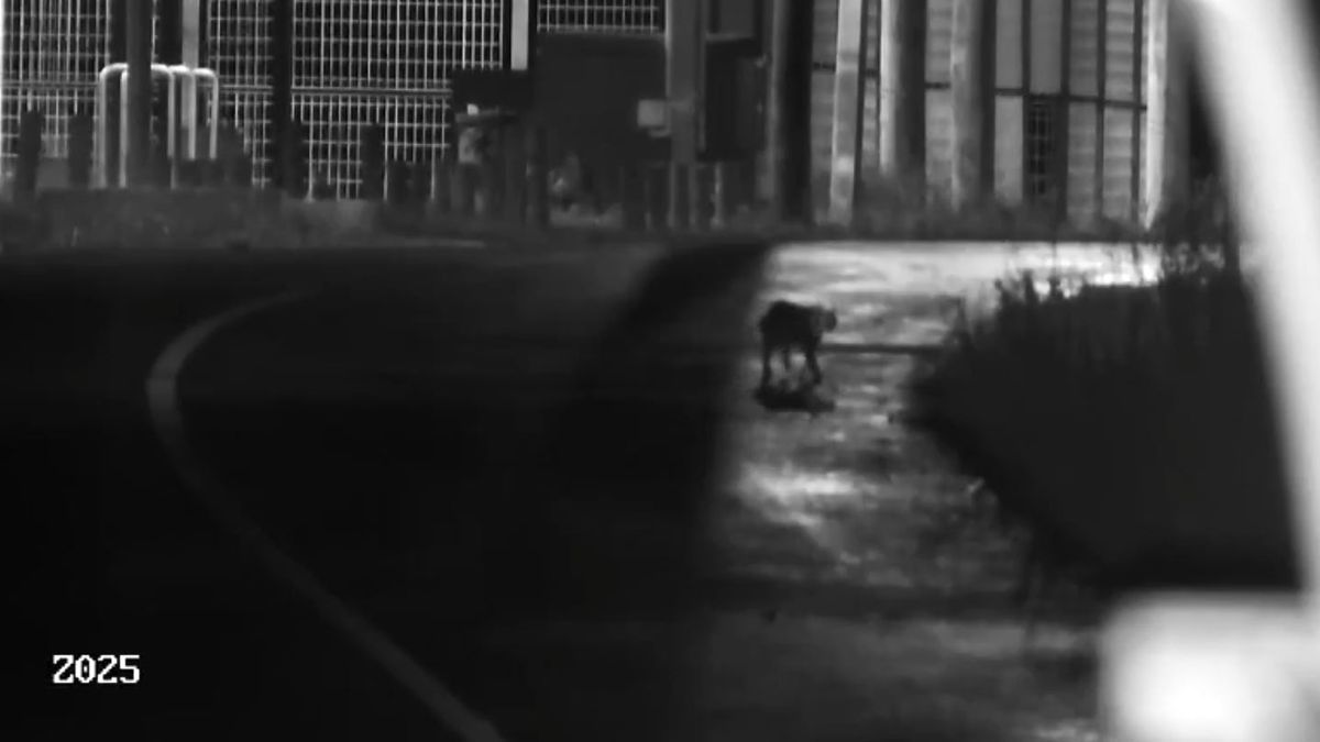 Continúa este fin de semana la búsqueda del puma suelto en Canelones, cerca de Montevideo