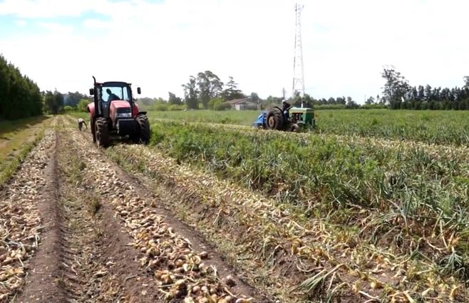 campo-cosechadora-agro-economia.jpg